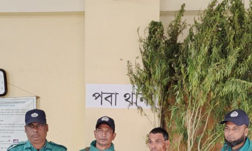 রাজশাহীতে পেয়ারা বাগান থেকে সাড়ে ৯ ফুট গাঁজার গাছ উদ্ধার, আটক ১