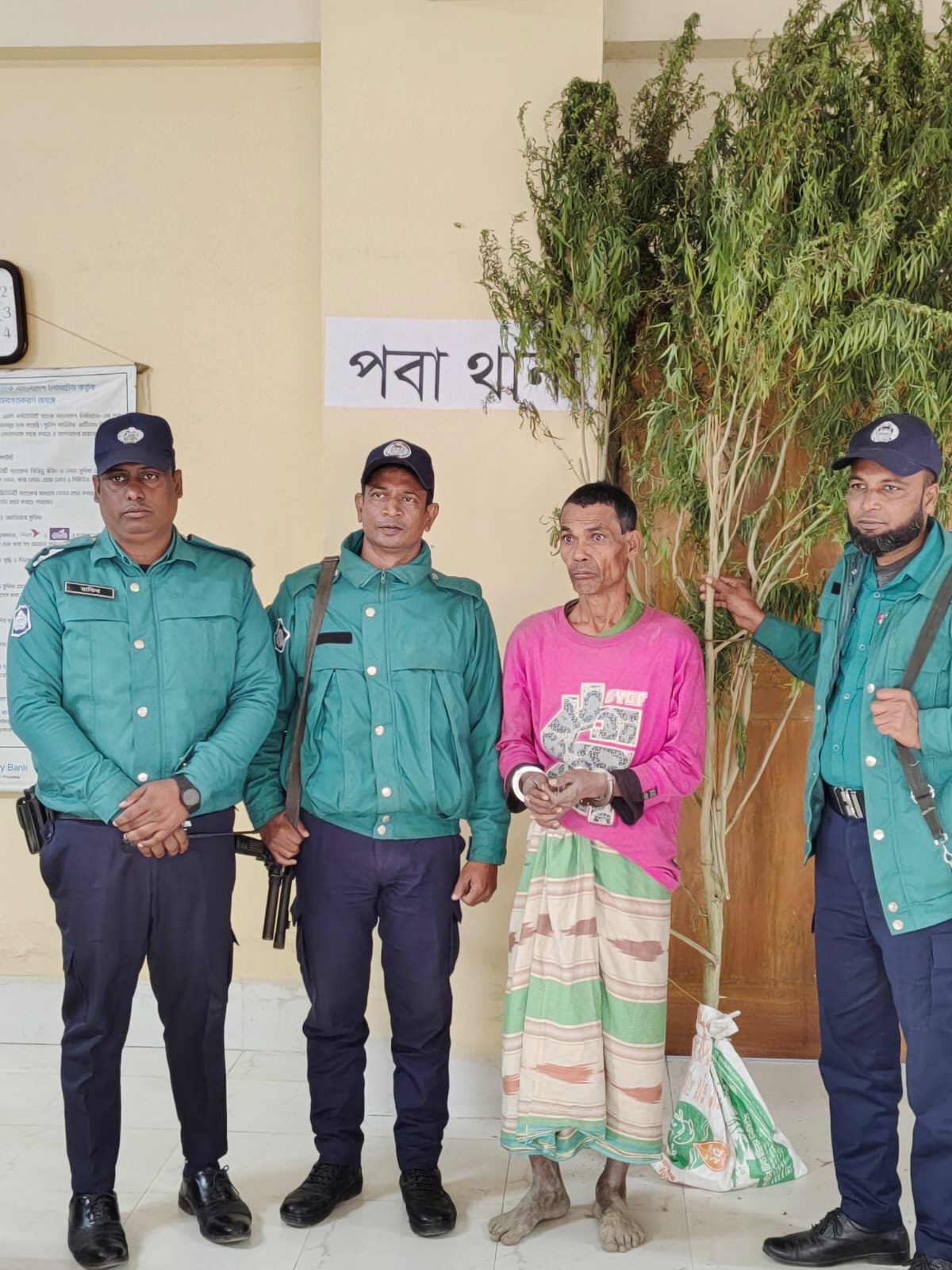 রাজশাহীতে পেয়ারা বাগান থেকে সাড়ে ৯ ফুট গাঁজার গাছ উদ্ধার, আটক ১